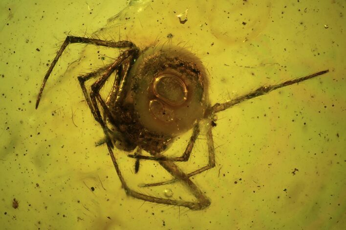 Detailed Fossil Spider (Aranea) In Baltic Amber #87056